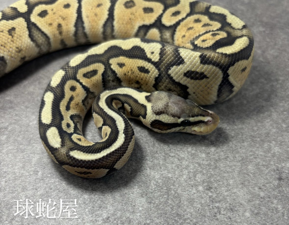 tamahebi_bp's tweet image. 【販売個体】
Pastel ghost ♂
2024JPCB
¥20,000

少しずつ大きくなってます！
餌を見失いがちなおっちょこちょいです

#ボールパイソン
#ballpython
#爬虫類
#球蛇屋