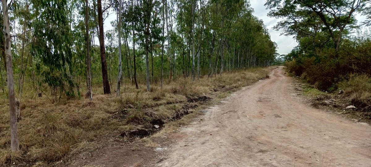 NelleonProperty's tweet photo. 🛣️ 500 m to tarmac || Well graded access roads
📑 Ready titles
💧⚡ Utilities available (Water &amp; Electricity) 
🏡 Ideal for residential homes

Book a viewing 👉 +254 759 036704 

#LandForSale #Kabati #Muranga #RealEstateKenya #InvestSmart https://t.co/efA135B8li