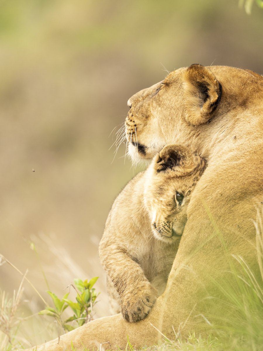 Mama Moments!
A glance, a touch, a whisper of love… Moments like these are the Mara’s greatest gifts.  A tender exchange from the life of the Fig Tree Pride.
#Love #MamaMoments #WildAndTender