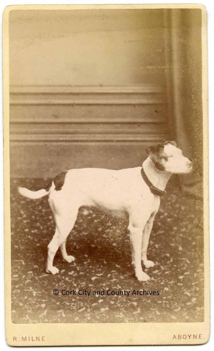 Cork City and County Archives Service tweet media