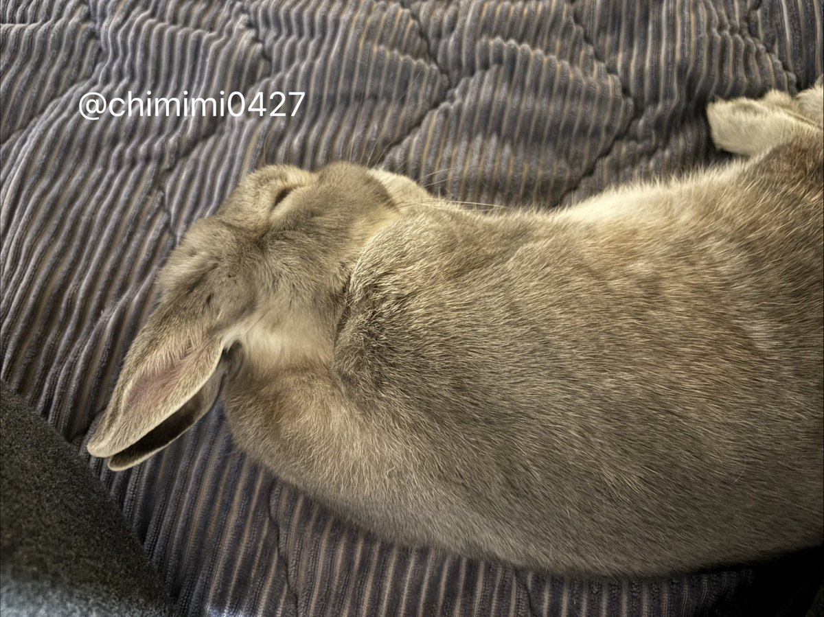 うさぎのちみ🐰🥬 (@chimimi0427) / Posts / X