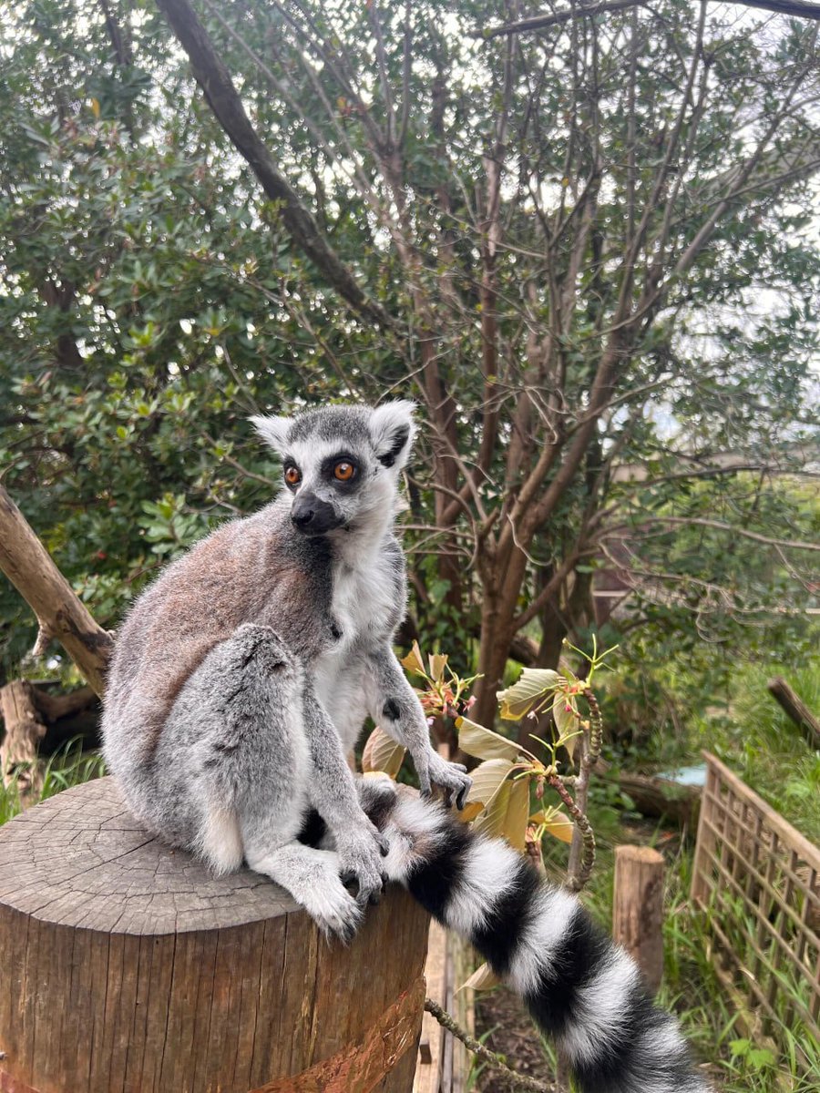 Bella9137489's tweet photo. If we want to enjoy our life then we have to travel to many beautiful places. I was really happy to visit this beautiful zoo today. 👌😃🌸 https://t.co/OjlcYXyqgU