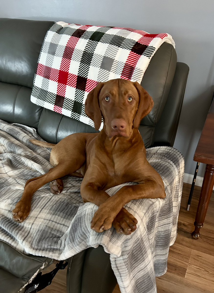 MyVintageFarm's tweet image. Dutch is on his goodest boy behavior because he was told Santa Paws is watching🎄
🐾
Check out the Vizsla Coloring Books  -get your copies
🖍️
🐾 sherrywroyer.com 
🖍️
🐾
#vizsla #christmas #santapaws  #coloringbook #vizslabook #vernavizsla #sherrywroyer   #vintagefarmlife
