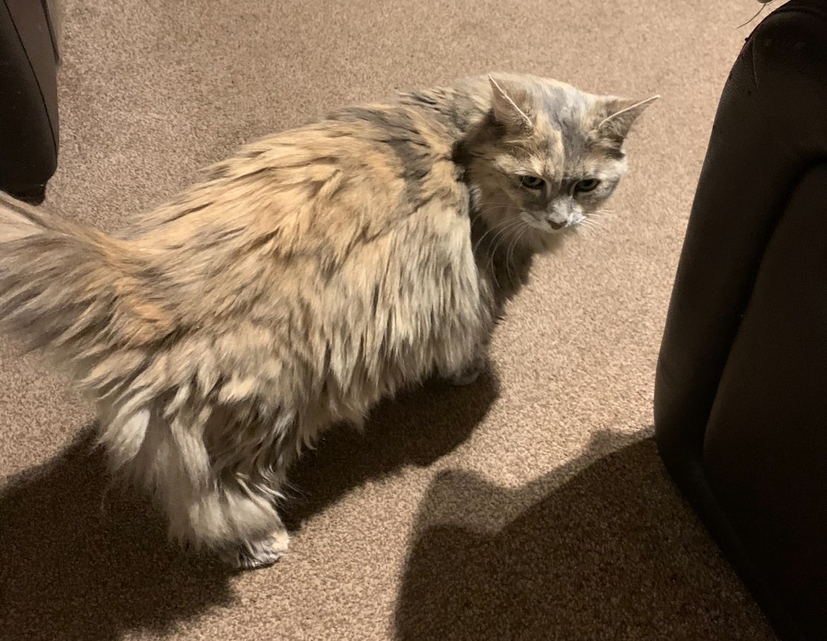 RealityComplex0's tweet image. Goodnight kitty cat 🙁 #CatsAreFamily