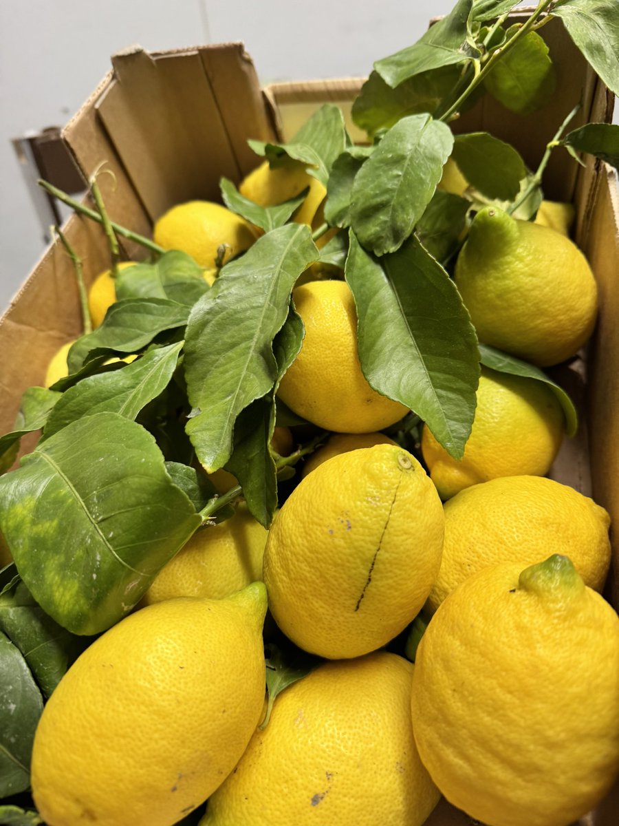 Italian leafy lemons are in 🇮🇹 🍋