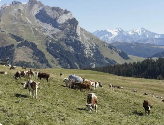 Ce post sera peut-être un énième coup d'épée dans l'eau,mais j'essaie...
Suite à la violence des événements hier dans le Doubs, où 80 vaches saines ont encore été abattues, allons-nous seulement nous contenter de constater la détresse de toute une profession, au passage celle qui