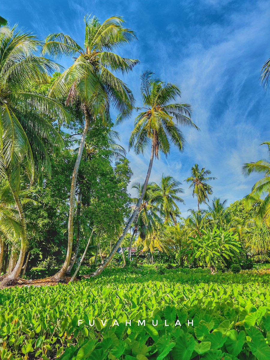 ibrahimsaeedh's tweet photo. Every corner of Fuvahmulah feels like a secret garden.
#ExploreMaldives #Fuvahmulah #NatureMagic https://t.co/CC2JICYDL0