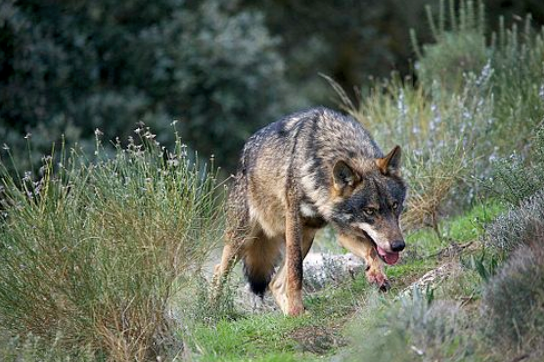 Controlador gratuito de peste porcina africana 🐺