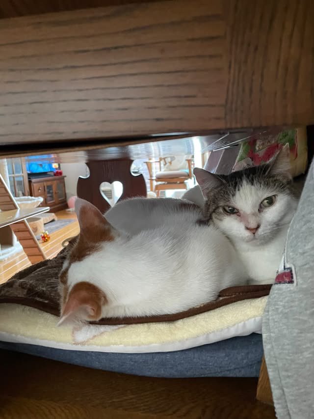 チャーリー君ページ　1点 000000012632-01-s.jpg?t=