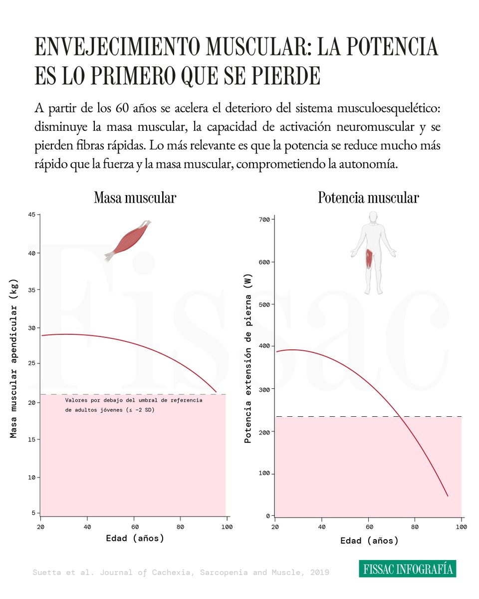 Envejecimiento muscular: la potencia es lo primero que se pierde

A partir de la tercera década de vida, el sistema musculoesquelético empieza a deteriorarse de forma progresiva, un proceso que se acelera de manera notable después de los 60 años.

Este declive no afecta solo a la