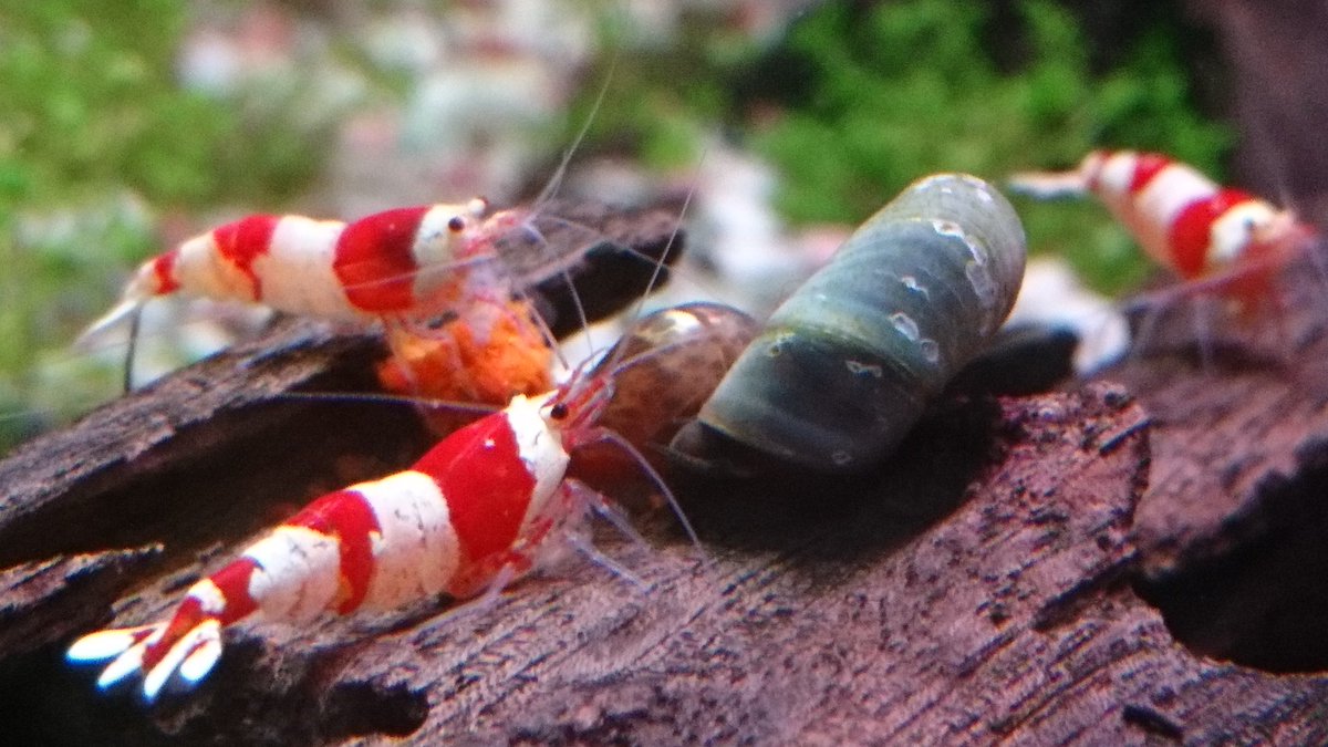 gami_mini's tweet photo. My shrimps and their snaily frens https://t.co/5cv6kPY8gD