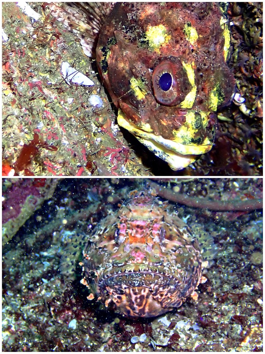 Tavşan adası... -25 m 18 derece