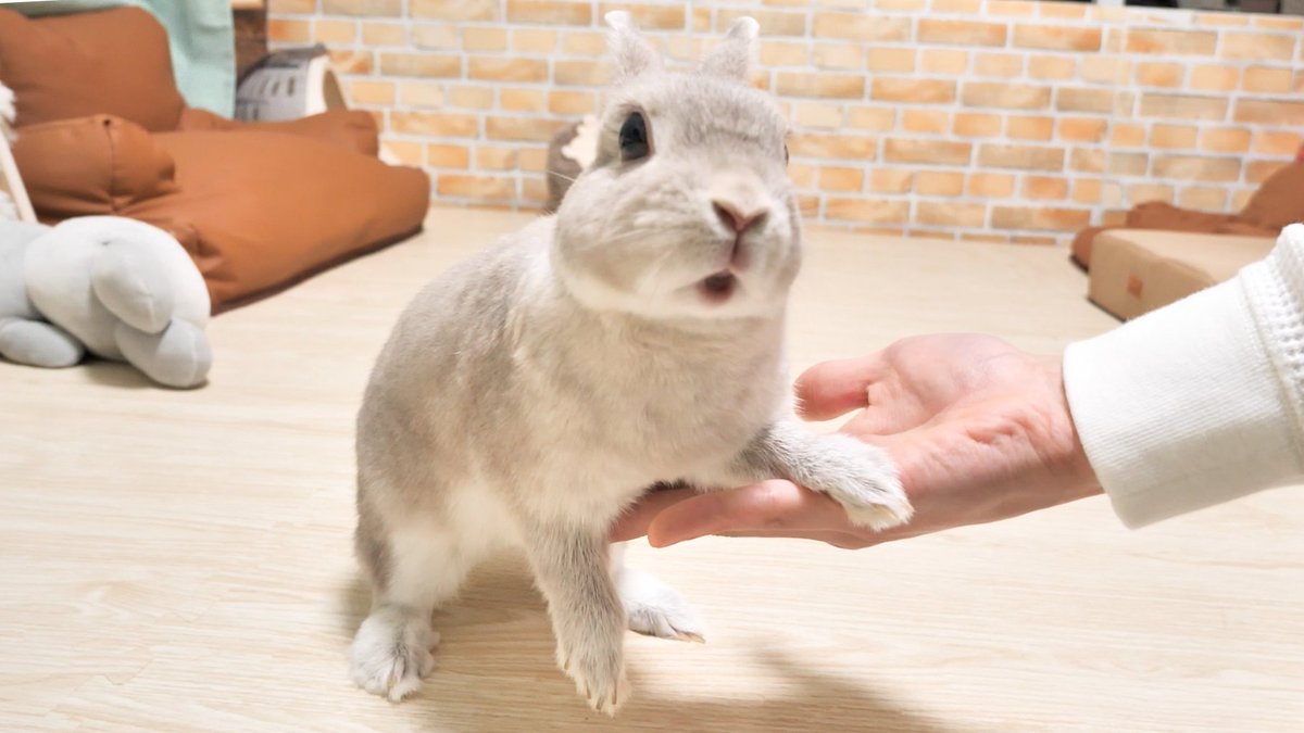 コガラナ天パのうさハムch (@kogaranatenpa_y) / Posts / X