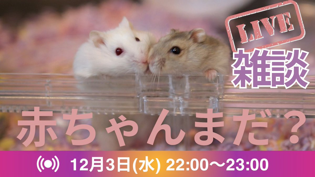 平日ど真ん中ですが、たぶんライブ配信やります☺️
赤ちゃんできなくて困った困った、どうしよーライブです😂
#ハムスター
#そわれ
#ブルトンヌ