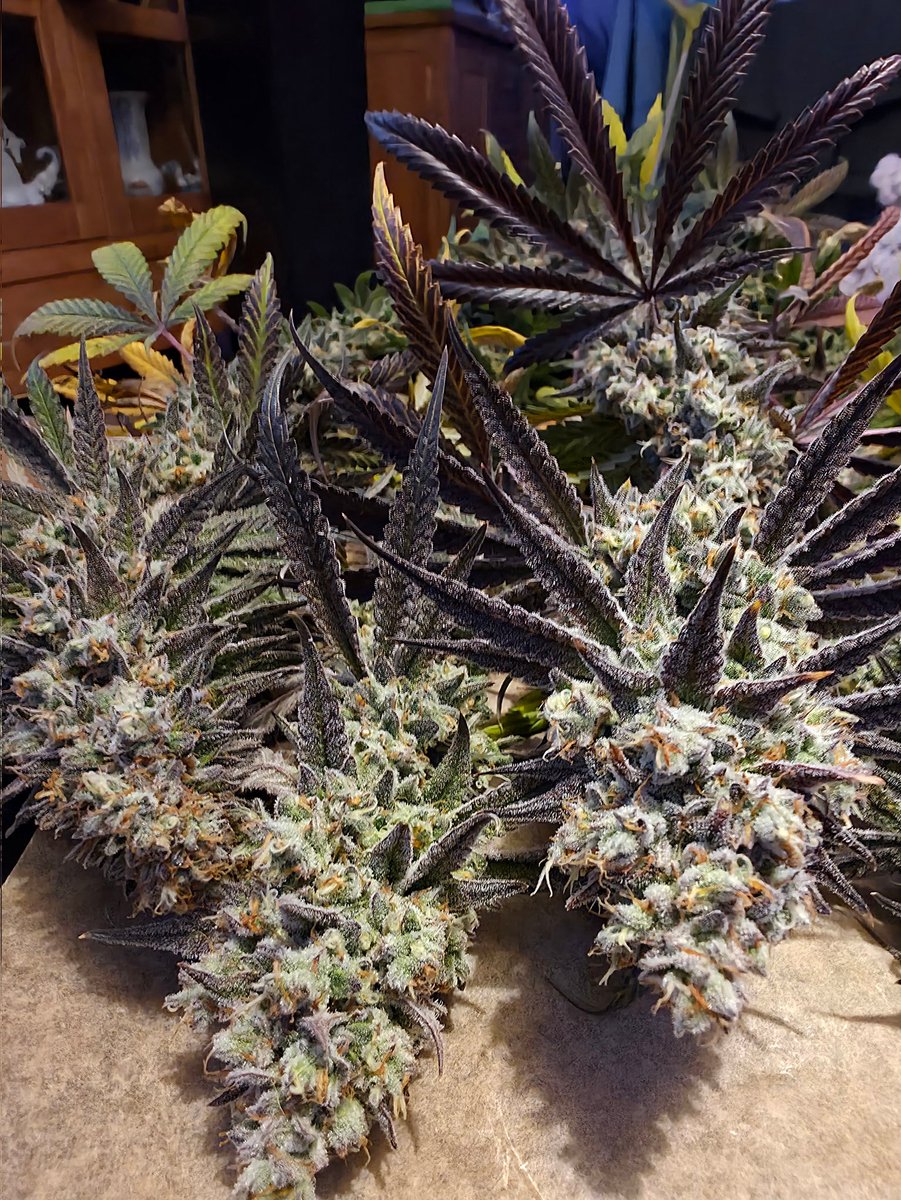 basti71761899's tweet photo. Amnesia Haze war gestern auf der Schlachtbank.. mehr ist dem nicht zuzufügen.. 👌🏻🤓
💪🏻👨‍🌾💚✌🏻 https://t.co/waKNjX0wsc