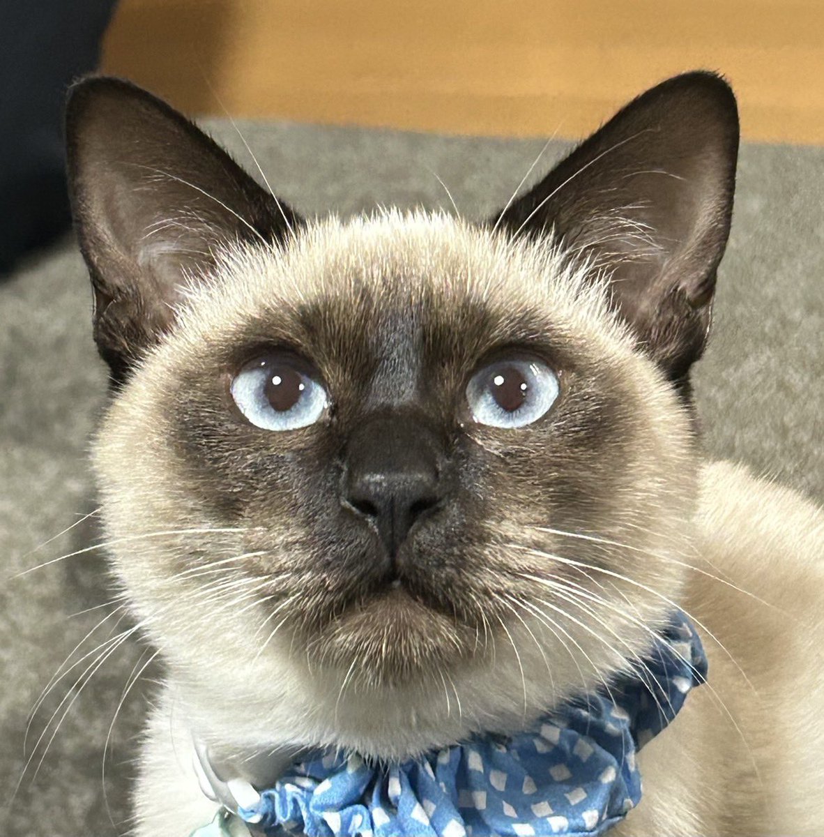 きょうのにゃんこ