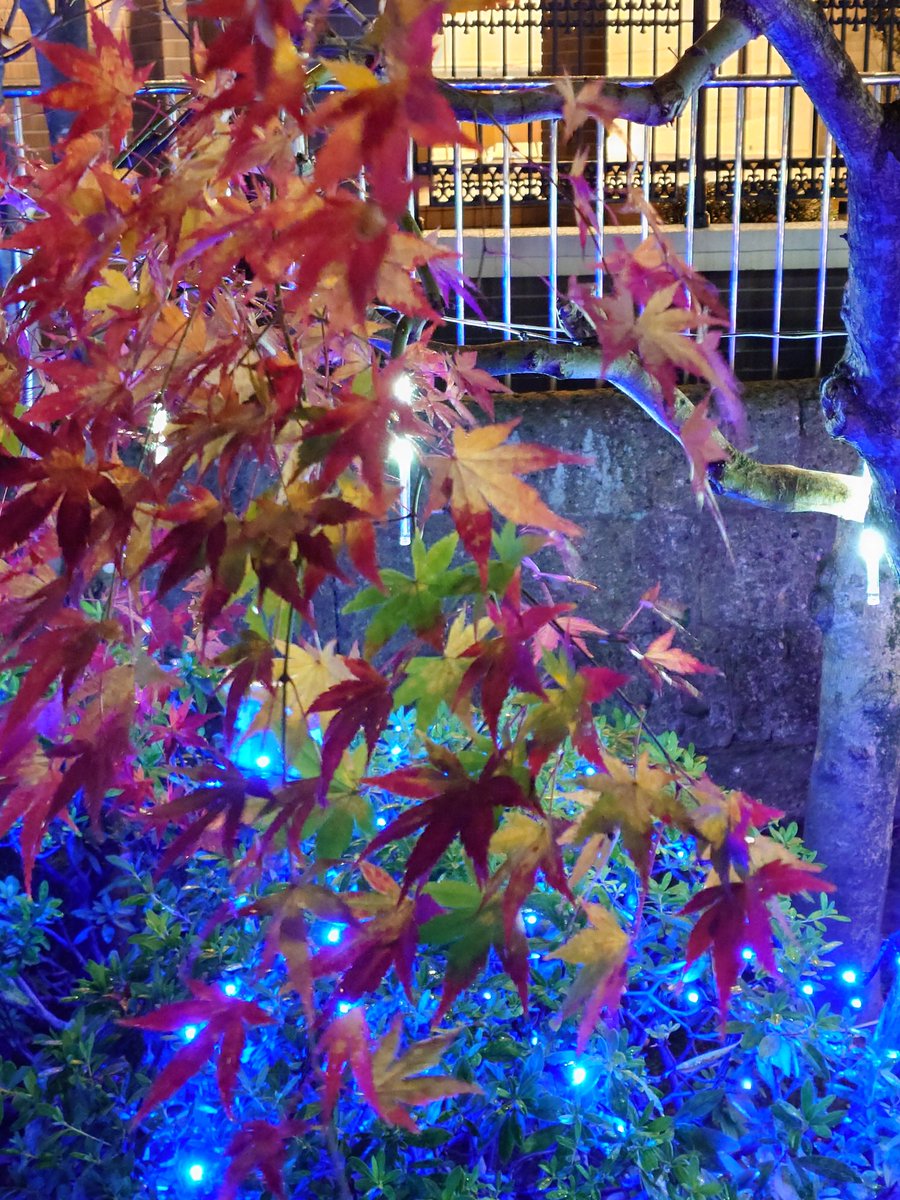 釜川イルミネーション🍁