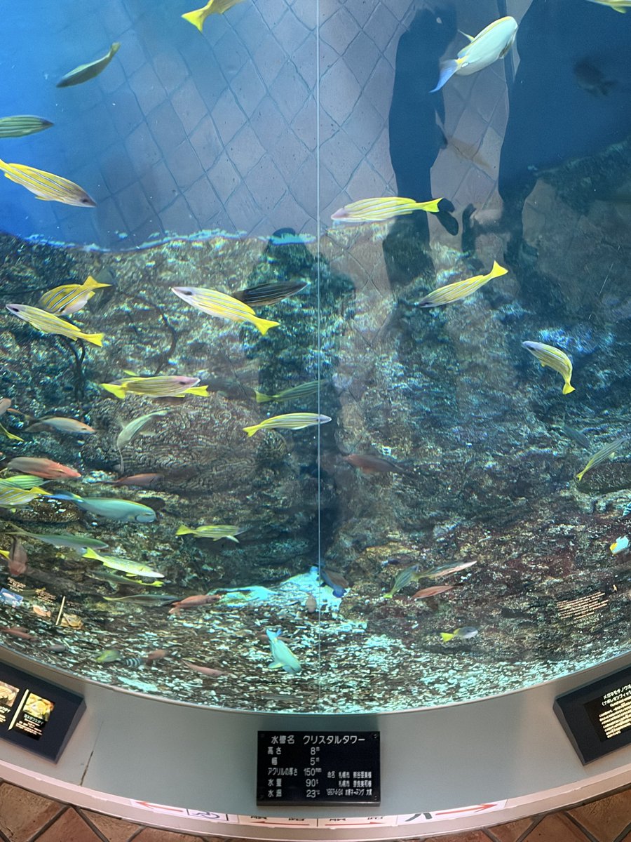 UOTAMI77rainbow's tweet photo. 今日は日帰り一人旅行きましたー！
めちゃ��しかったし、充実しましたー！
また行きたい。
#日帰り一人旅　#登別マリンパークニクス　#アクアリウム https://t.co/CkgHaxvrdu