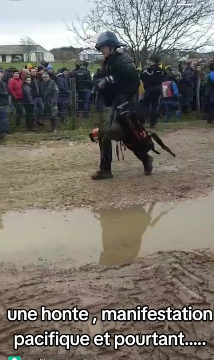 womandream's tweet image. Abattage de vaches
ILS ONT MÊME AMENÉ LES CHIENS CONTRE L&apos;ÉLEVEUSE ET SES SOUTIENS 👹