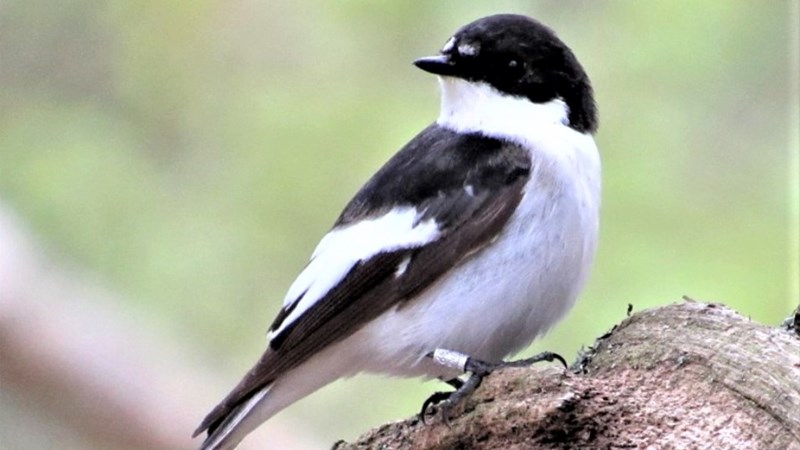 ShefBirdStudyGroup tweet media