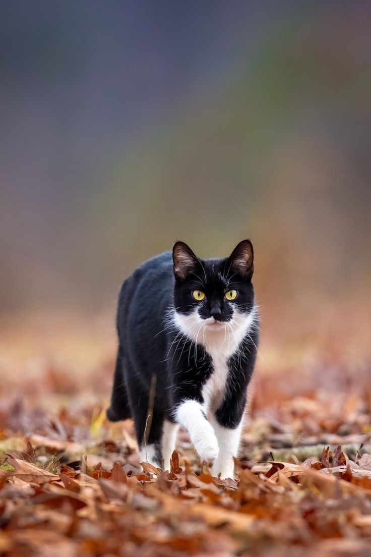 Epic Animals (@epicanimalsx) on Twitter photo 