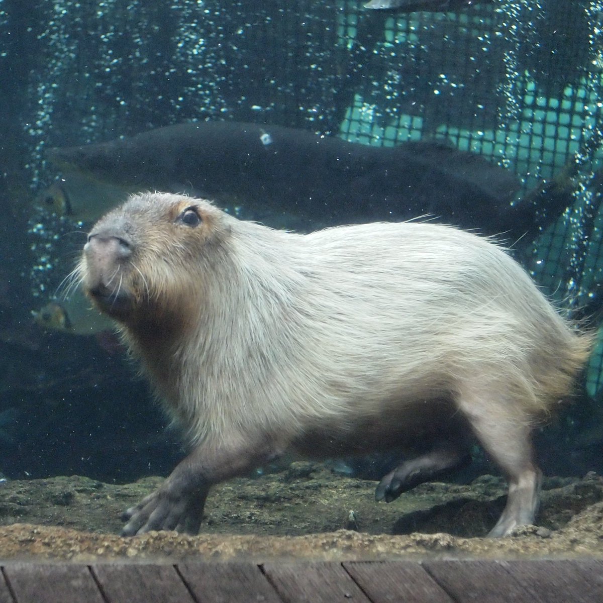 けろけろ (@capyanimal) / Posts / X