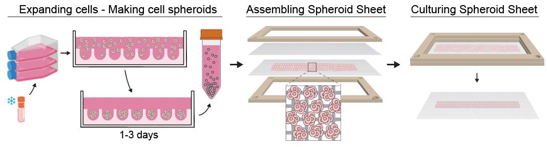 bioprotocolbyte's tweet image. Spheroid Sheets: A Scalable Platform for Producing Tissue Membrane Constructs:bio-protocol.org/en/bpdetail?id…

Work by Quang Bach Le etal. at Agency for Science, Technology and Research.

#LifeSciences #Reproducibility #BiologicalEngineering