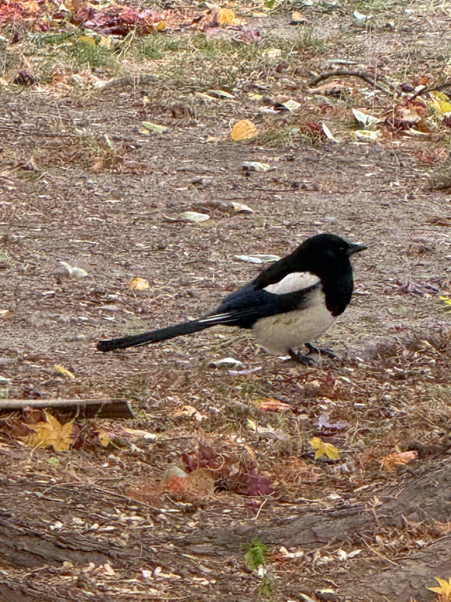 MacJohnathan's tweet image. 한 마리의 까치가 얼마나 동그래질 수 있는가 그 한계에 도전한다