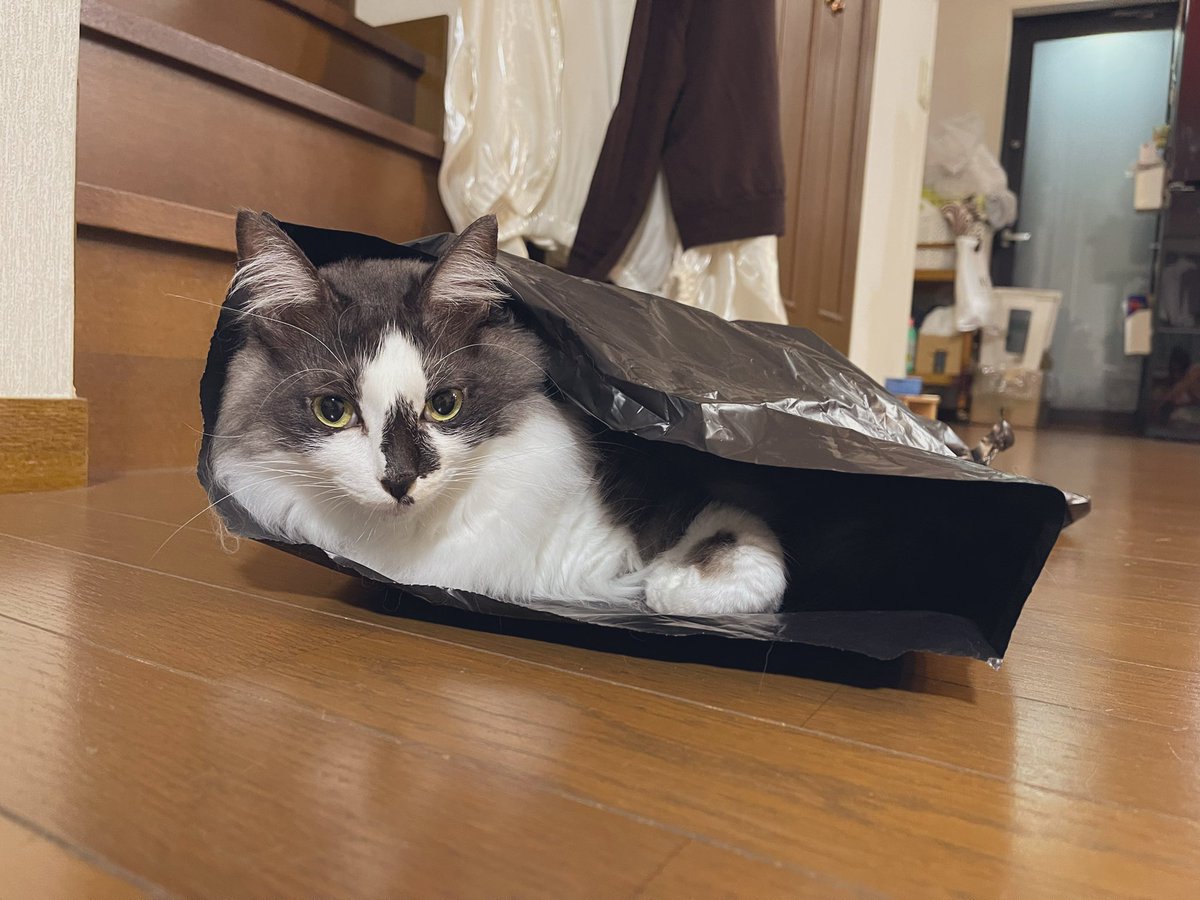 sf_solaris's tweet image. ﾊｧｲ