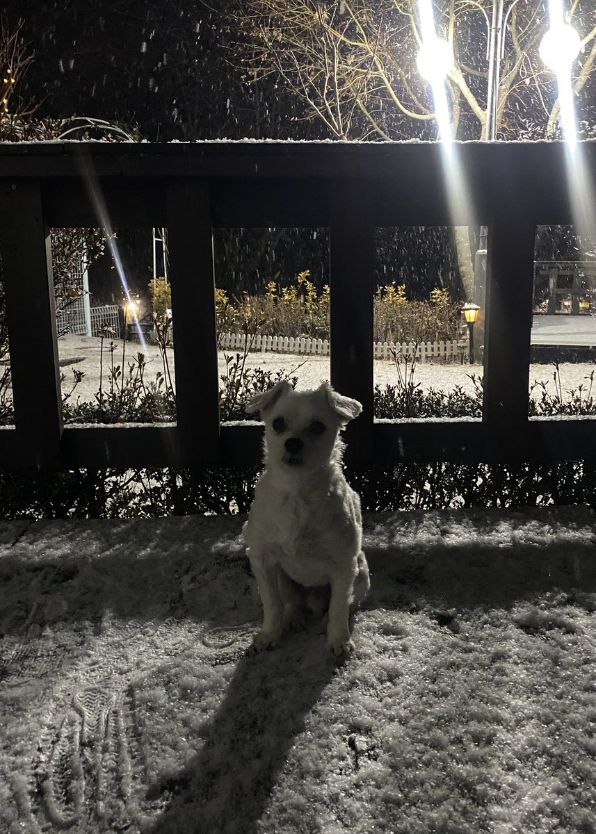 oldcomets's tweet image. 어느새 함박눈으로