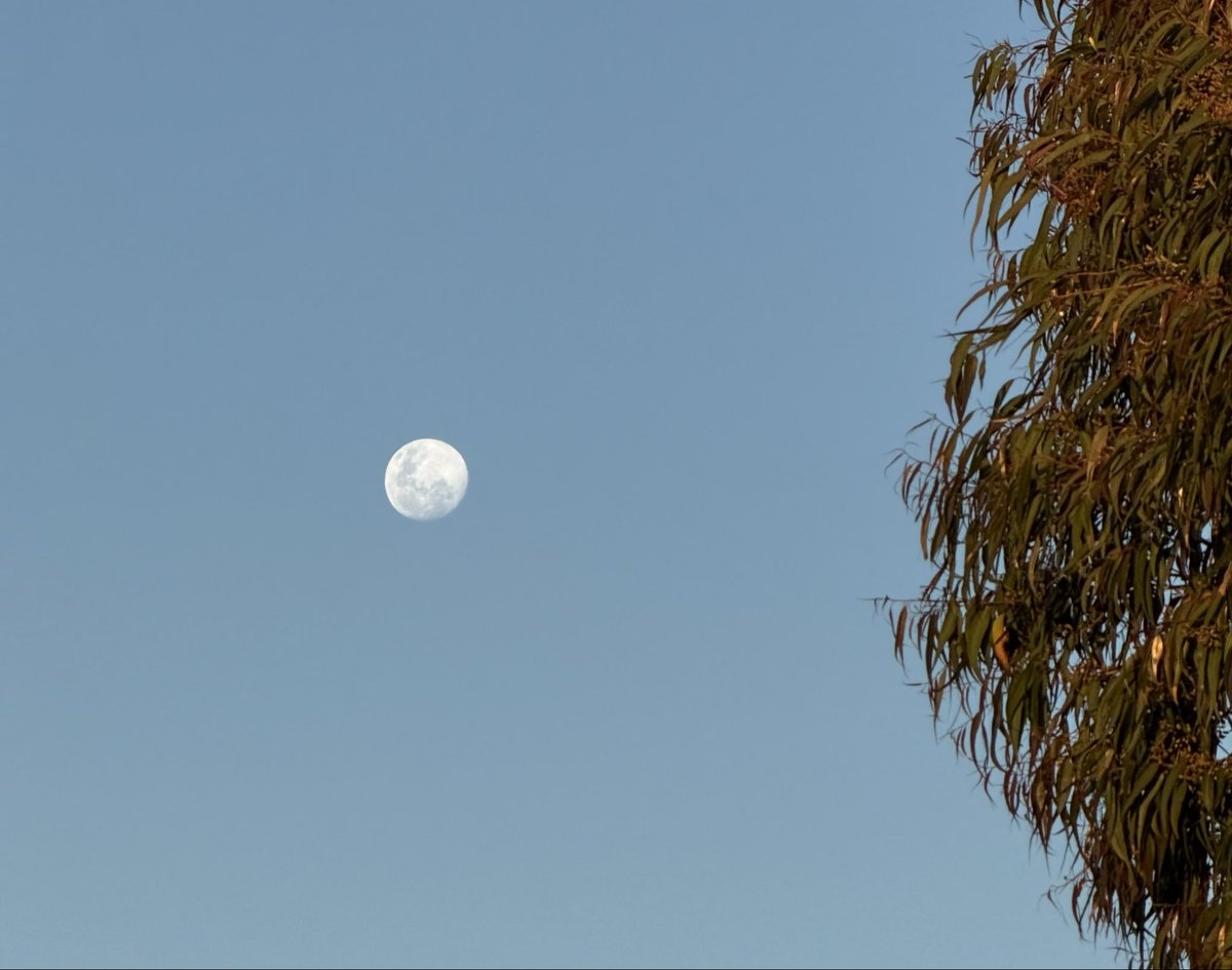 🎶 when the moon hits your eye like a big pizza pie that’s Amore 🎶