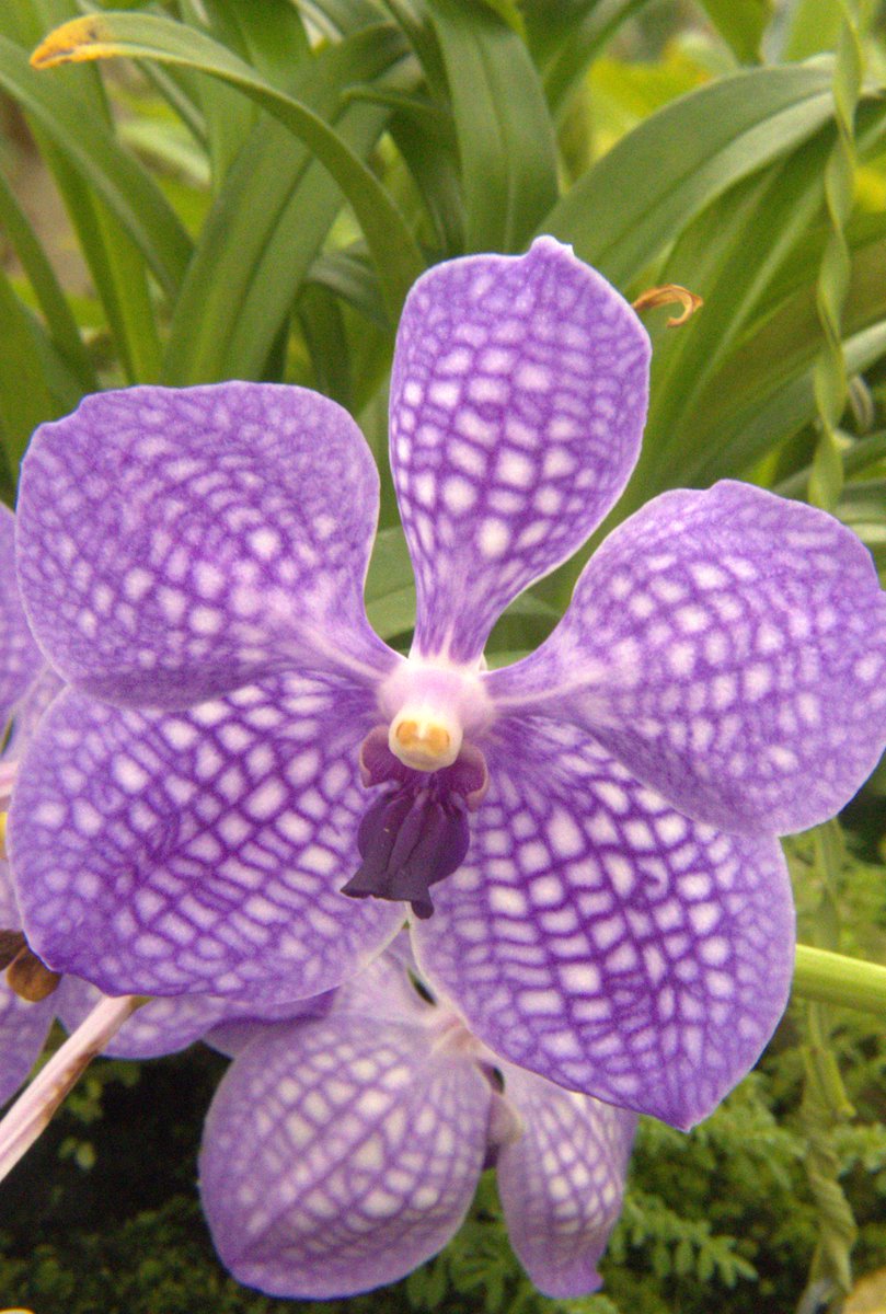 gontanokoneroku's tweet image. Good morning,friends. Did you sleep well? 😇
I hope you'll have a wonderful day.

Thu 7:00AM 🇯🇵

#Flowers #Orchid #Vanda