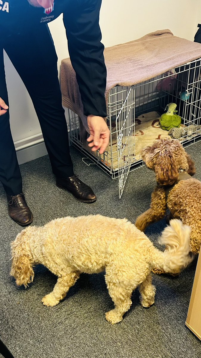 AJRAllModCons's tweet image. A lovely morning in Kempston visiting @SpringfieldBeds @DaubeneyAcademy , met some lovely parents, loved the super positive ethos in both schools &amp;amp; @brummydwnsouth singing assembly was fascinating 😂. Oh, and I found a pretty decent dog sitter, reasonable rates &amp;amp; good company 👍