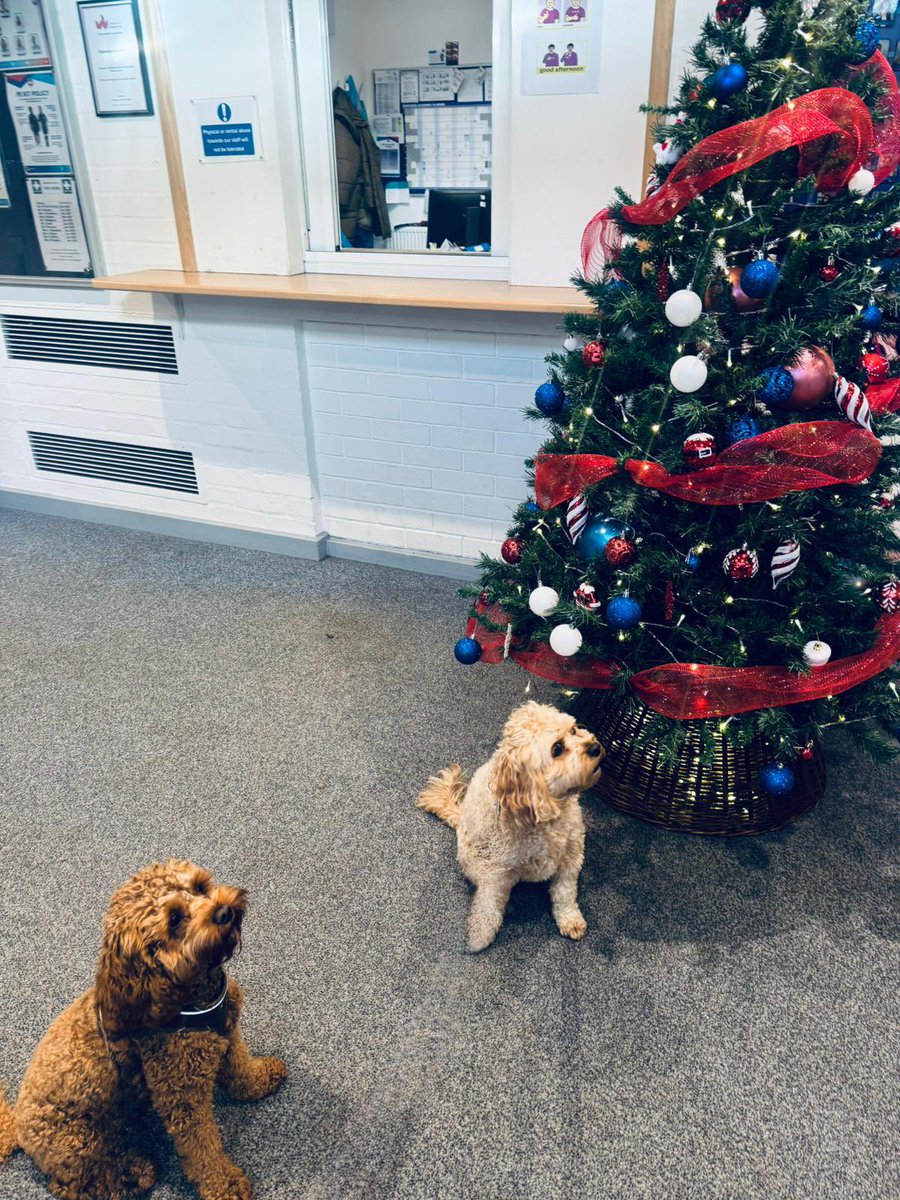 AJRAllModCons's tweet image. A lovely morning in Kempston visiting @SpringfieldBeds @DaubeneyAcademy , met some lovely parents, loved the super positive ethos in both schools &amp;amp; @brummydwnsouth singing assembly was fascinating 😂. Oh, and I found a pretty decent dog sitter, reasonable rates &amp;amp; good company 👍