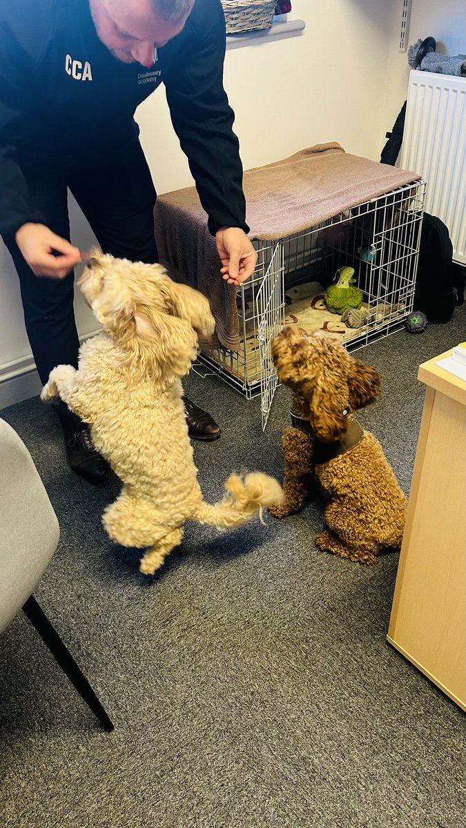 AJRAllModCons's tweet image. A lovely morning in Kempston visiting @SpringfieldBeds @DaubeneyAcademy , met some lovely parents, loved the super positive ethos in both schools &amp;amp; @brummydwnsouth singing assembly was fascinating 😂. Oh, and I found a pretty decent dog sitter, reasonable rates &amp;amp; good company 👍