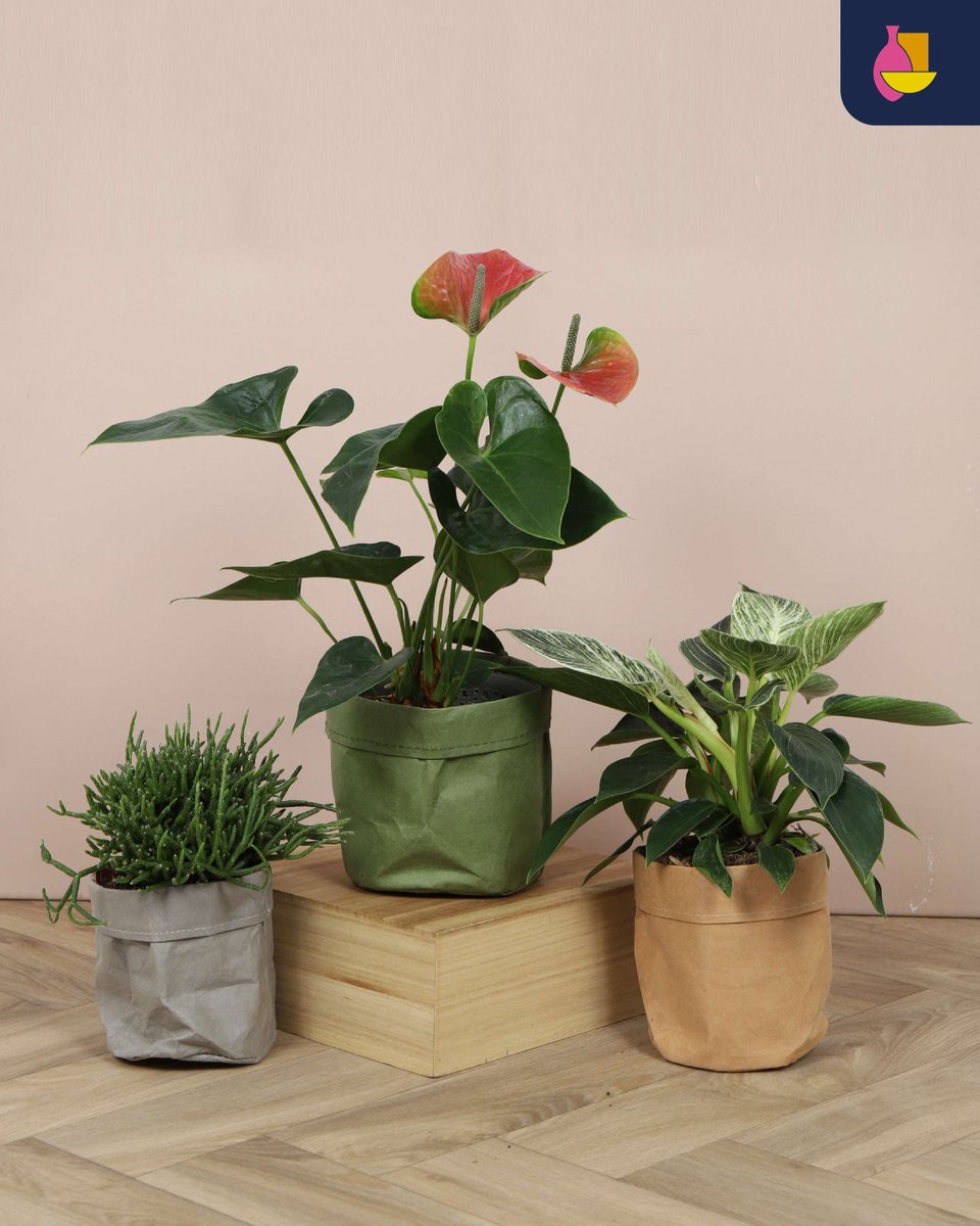 Window Sale – Kraft Pot Easy!
Natural vibes, simple charm. 3 colors, 2 sizes—perfect for bringing a touch of nature to your home.

💥 Limited stock, grab yours while supplies last!

#WindowSale #KraftPotEasy #HomeDecor #StylishPlanters