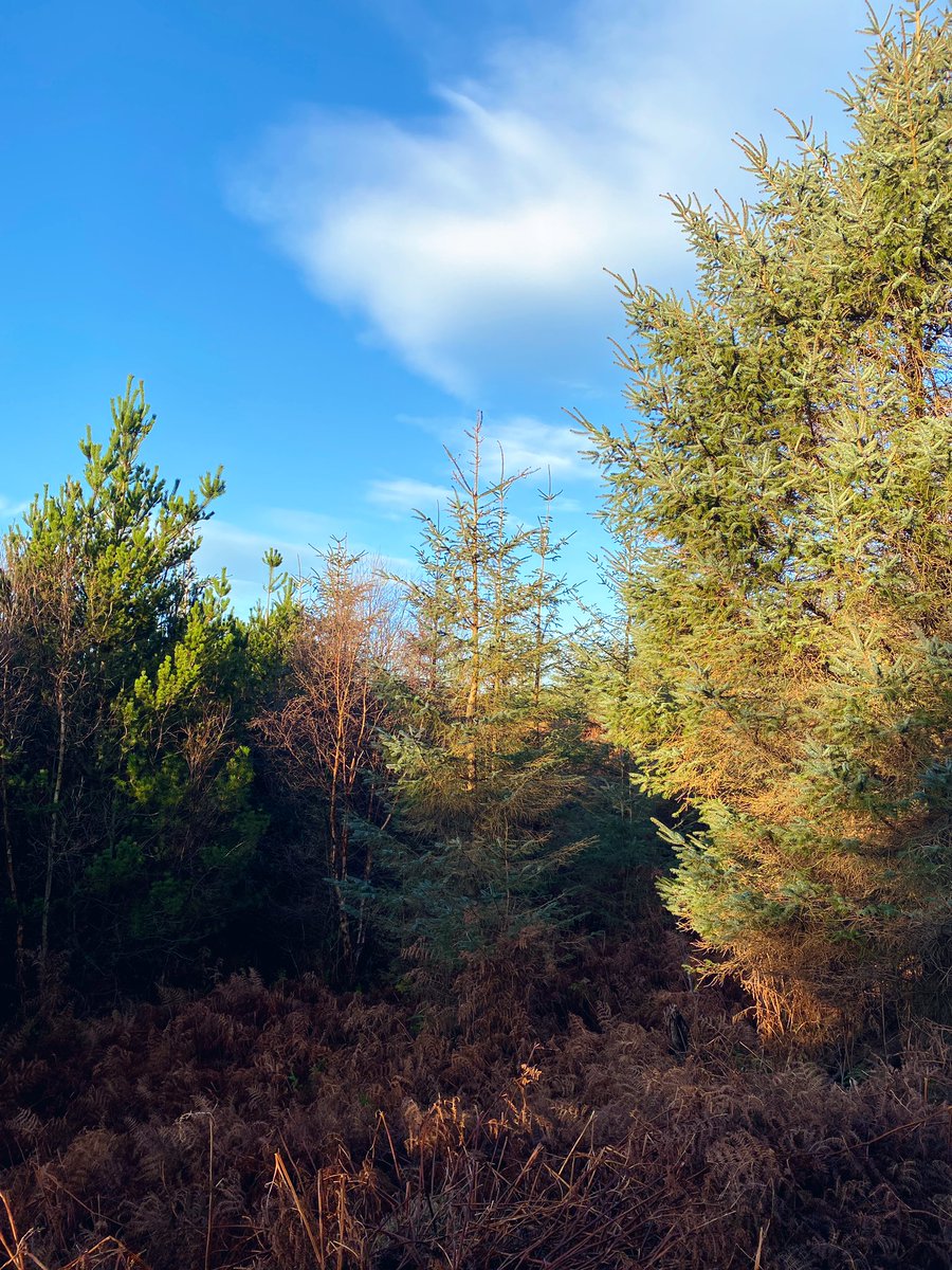 Ailish Sinclair tweet media