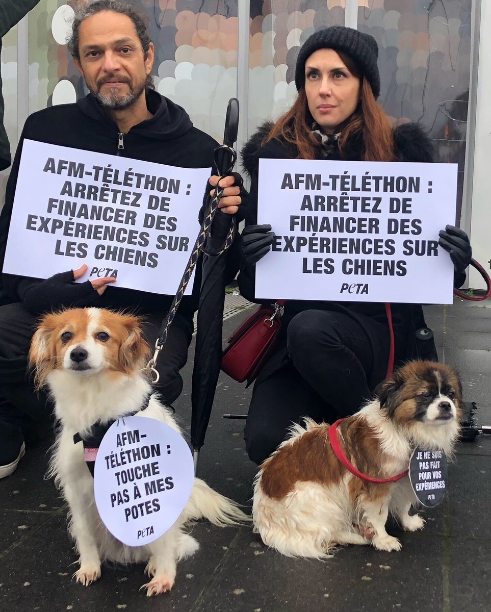 PETA_France's tweet image. ❌💔 AFM-TELETHON @Telethon_France : Arrêtez de financer des expériences sur les chiens ! Depuis des décennies ces méthodes cruelles n’ont guéri personne. Les malades continuent de mourir alors que des méthodes modernes plus prometteuses existent !

🚨✍️ petafr.vg/36g