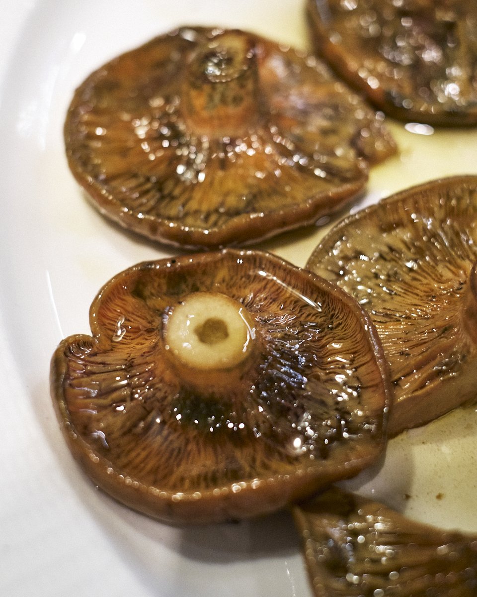 Rebollones en su mejor momento.
Aprovecha antes de que vuelen.