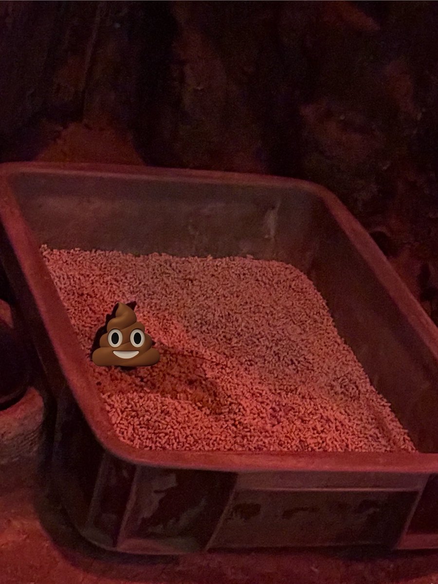 クリョン、昨日お残しした
ごはんは、完食　快便よち！
ナイマも快便よち！

確認後、モミちゃんに会うために
小獣館を出たあとに
まさかクリョンにおやつが出て
食べに来たなんて😢
2025.12.3.
＃クリョン　＃ナイマ
＃小獣館　＃上野動物園