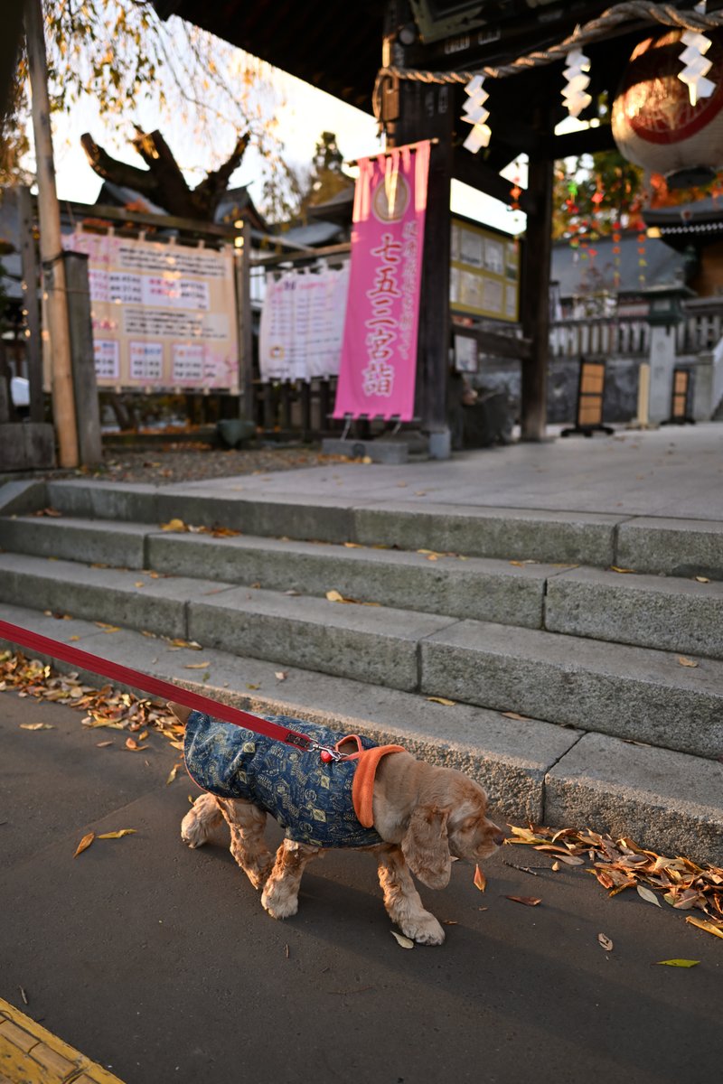 chageki's tweet image. ジュリオと散歩～紅葉終わる盛岡城跡公園まで歩きました。 plaza.rakuten.co.jp/shigekimb0515/… #r_blog 　＃アメリカンコッカースパニエル