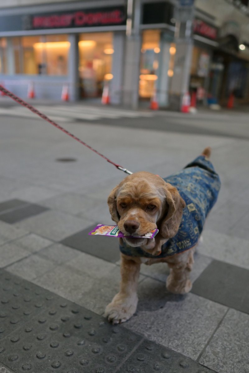 chageki's tweet image. ジュリオと散歩～紅葉終わる盛岡城跡公園まで歩きました。 plaza.rakuten.co.jp/shigekimb0515/… #r_blog 　＃アメリカンコッカースパニエル