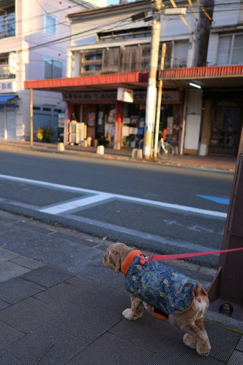 chageki's tweet image. ジュリオと散歩～紅葉終わる盛岡城跡公園まで歩きました。 plaza.rakuten.co.jp/shigekimb0515/… #r_blog 　＃アメリカンコッカースパニエル