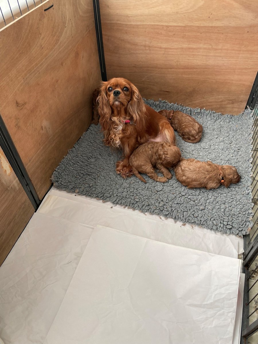 BuryStEdsPolice's tweet image. Police are appealing for information following the theft of a dog and four puppies in Coney Weston in Bury St Edmunds yesterday. orlo.uk/CFAmH