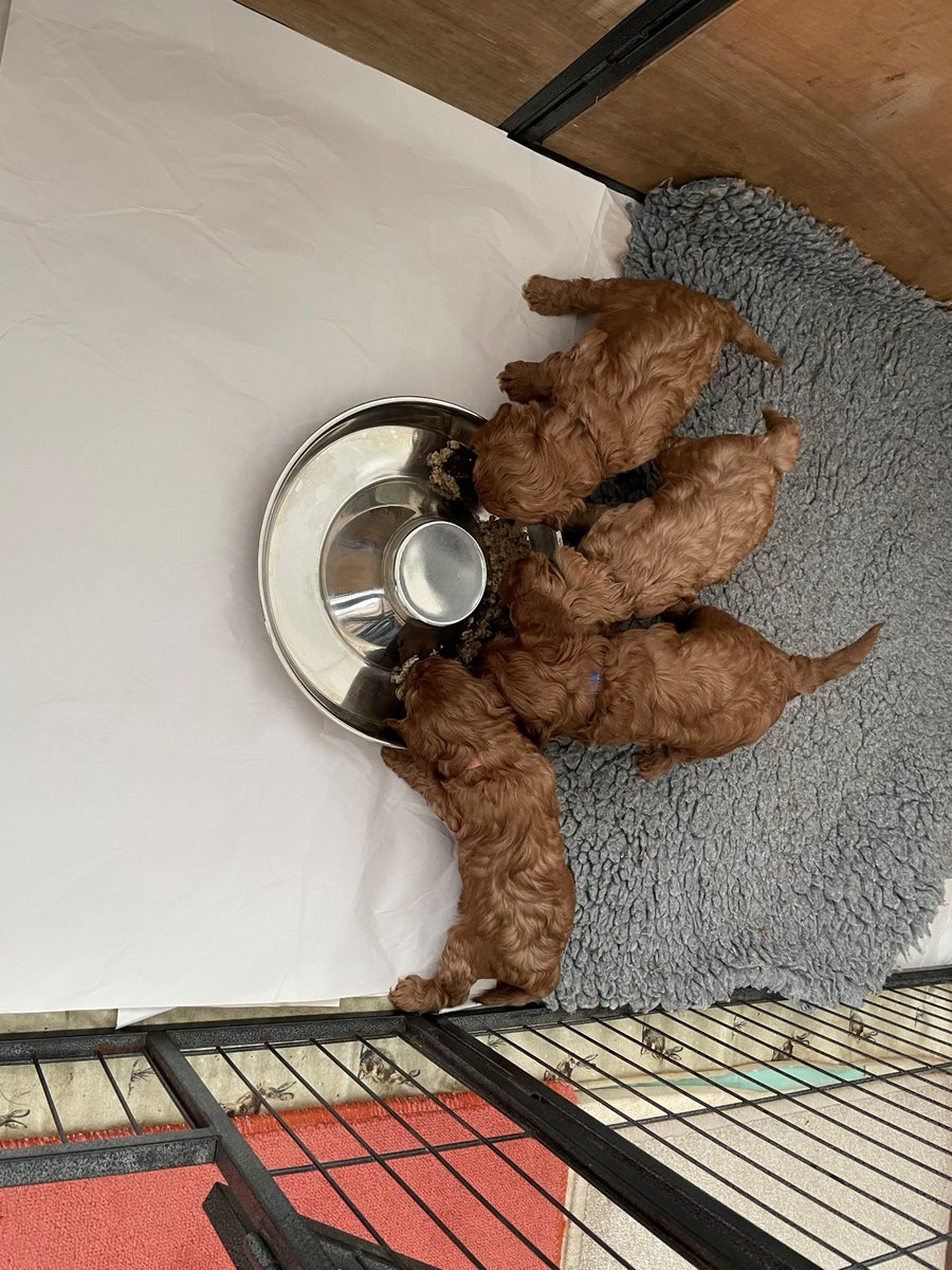 BuryStEdsPolice's tweet image. Police are appealing for information following the theft of a dog and four puppies in Coney Weston in Bury St Edmunds yesterday. orlo.uk/CFAmH