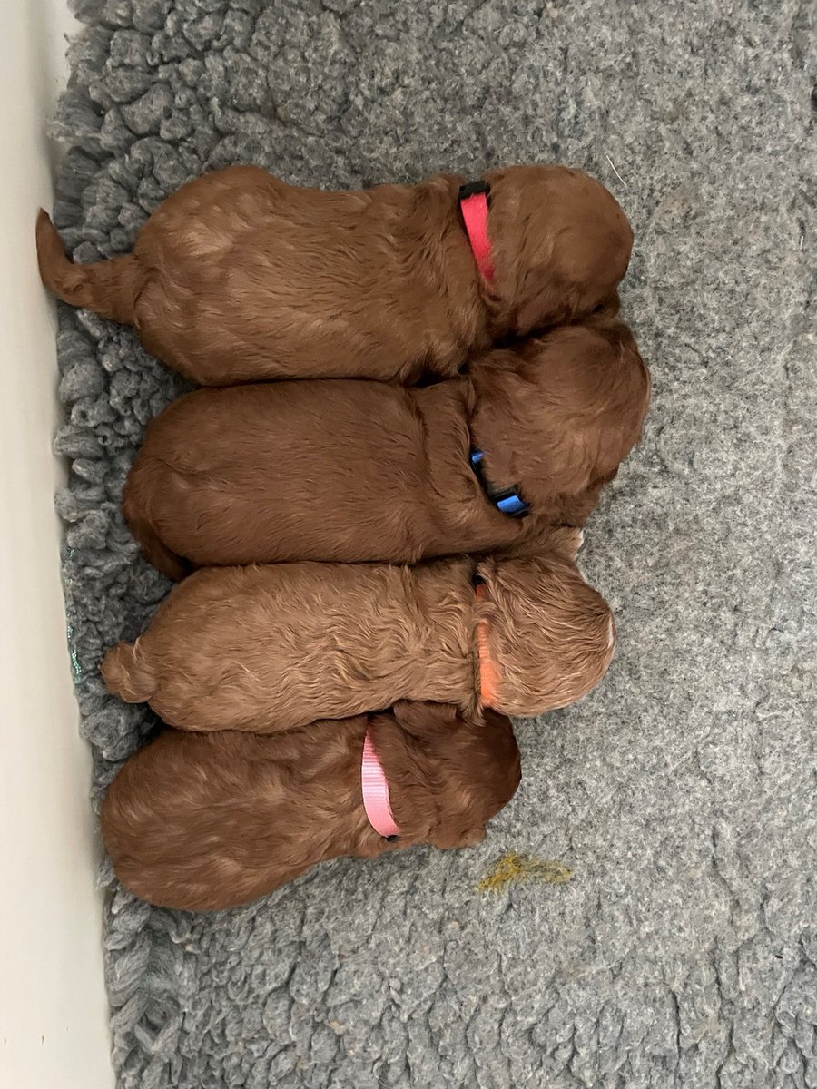 BuryStEdsPolice's tweet image. Police are appealing for information following the theft of a dog and four puppies in Coney Weston in Bury St Edmunds yesterday. orlo.uk/CFAmH