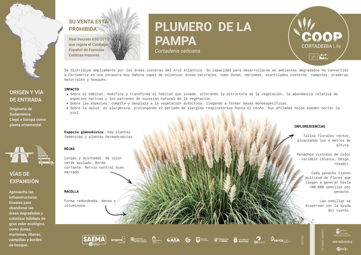 stopcortaderia's tweet image. 🌾 Cortaderia selloana es una especie invasora. Aquí tienes una infografía con las características principales para reconocerla.
📥 Descarga y comparte:
👉 lifecoopcortaderia.org/wp-content/upl…

💚 Cuidemos nuestros ecosistemas con información y buenas prácticas.
#LIFEprogramme #LIFEproject