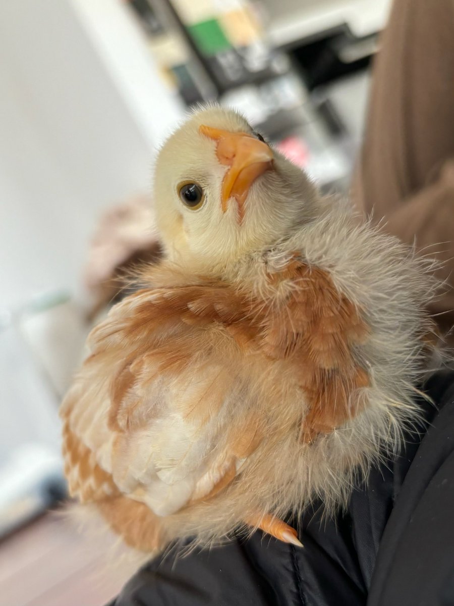 きよちゃん ひよこのきよちゃん🥹