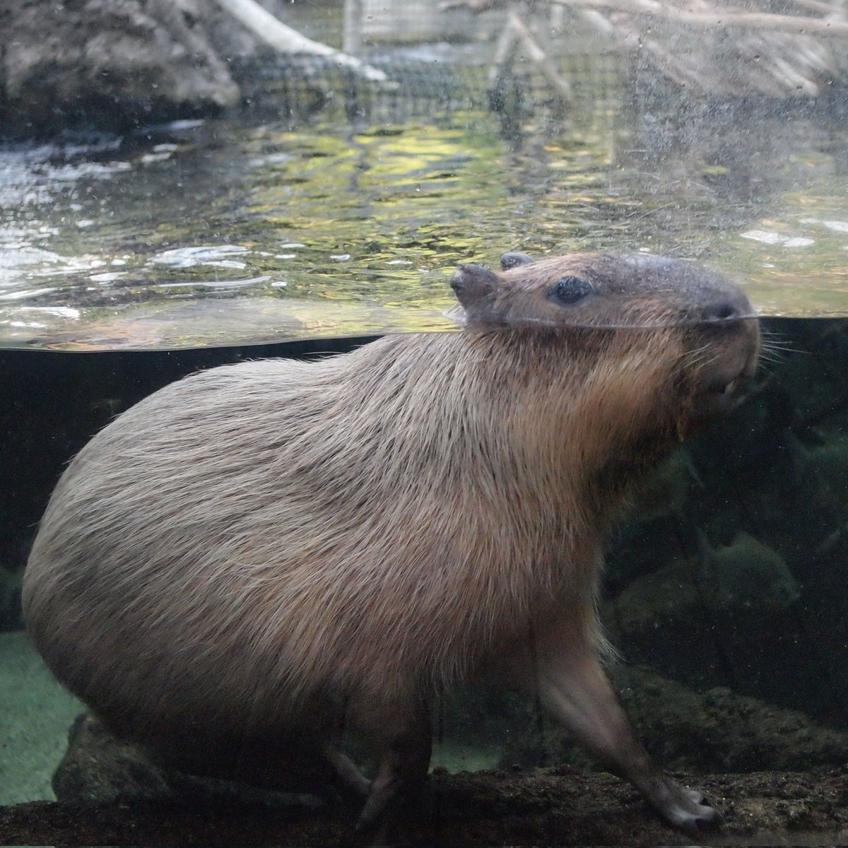 けろけろ (@capyanimal) / Posts / X