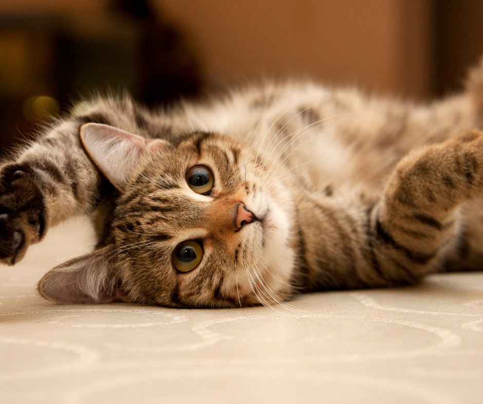 DogDeskAction's tweet image. A team from Bilkent University in Turkey, led by Kaan Kerman discovered that cats meow more at men because they think men don't understand them 🤭

t24.com.tr/haber/arastirm…

#CatScience #AnimalBehaviour #CatsOfTwitter